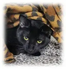 Bagheera