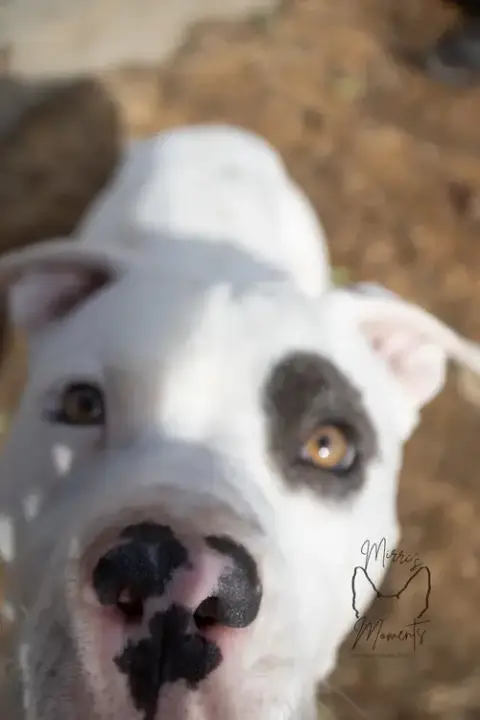 Petey: Not At The Shelter photo 3