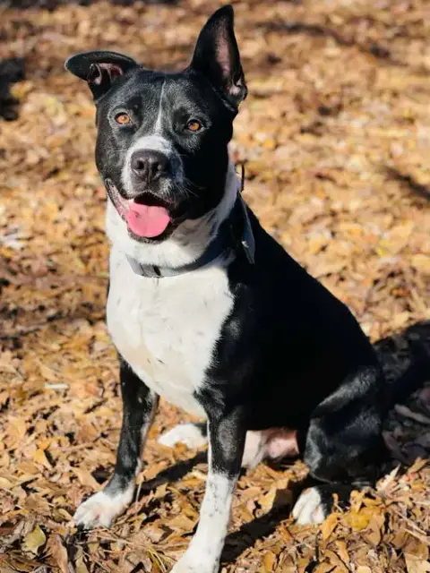 Courtesy Post..Archie photo 2