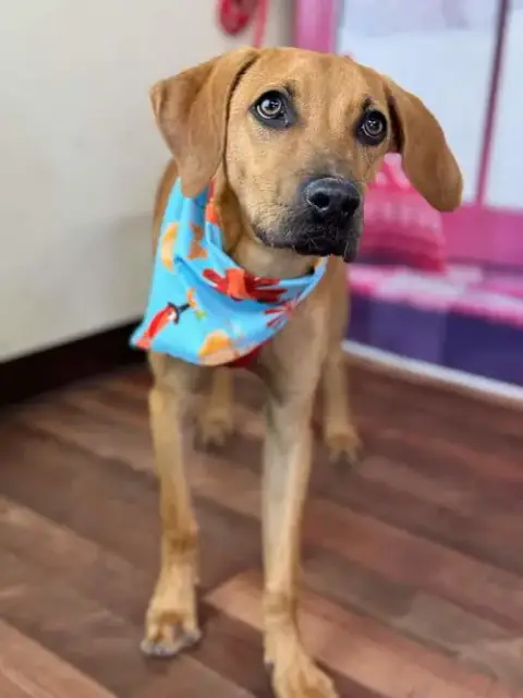 Bohdi