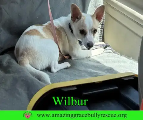 Wilbur photo 3