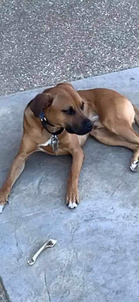 Roscoe- Courtesy Post photo 3
