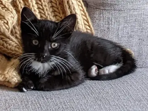 Tj