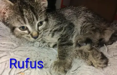 Rufus