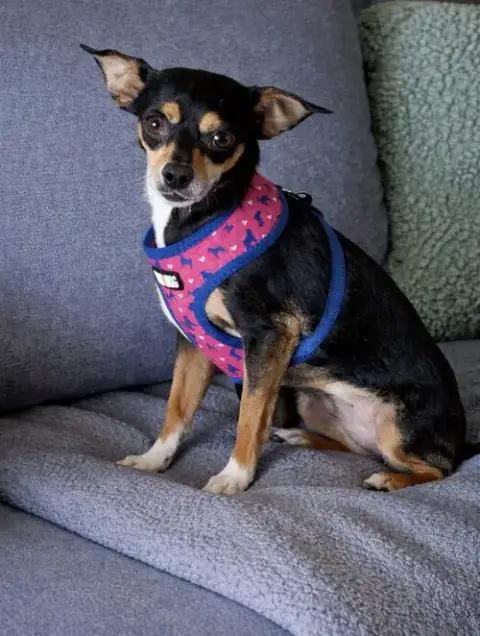 Rosie