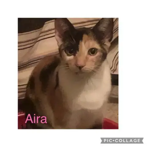 Aira Mirage photo 4