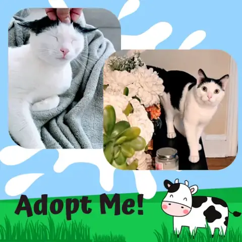 Moomoo photo 2