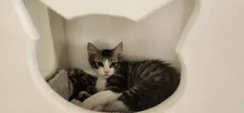 Kitten 27746