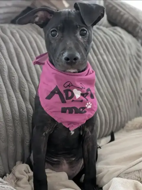 Lola photo 3