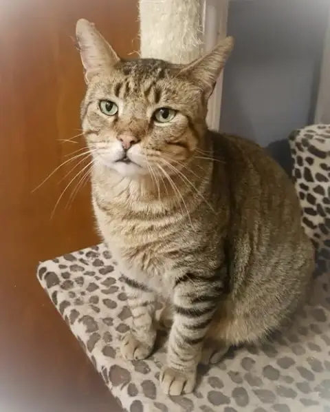 Catsanova
