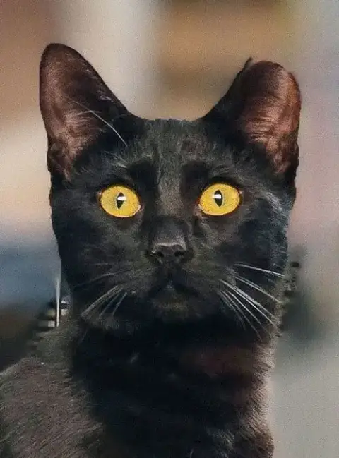 Curiosity