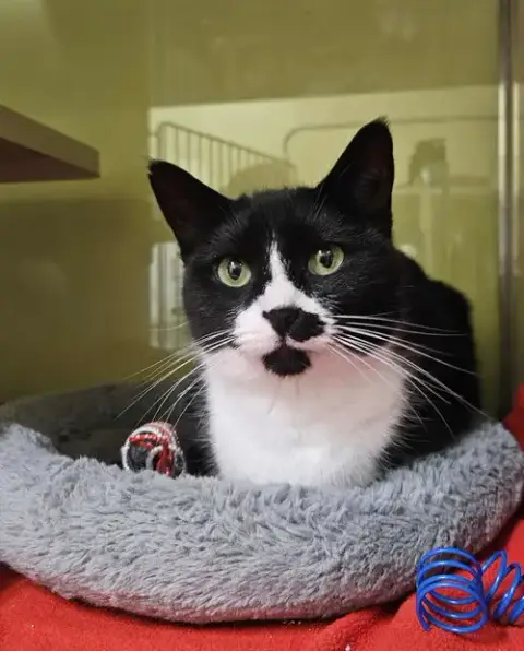 Sylvia At Petsmart Newington photo 3