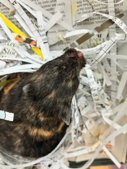 *Sniff