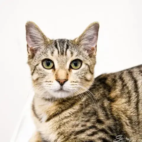 Oscar