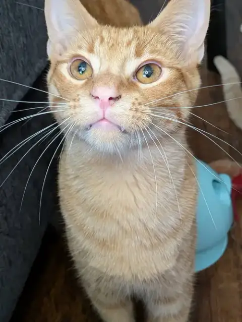 Cotton