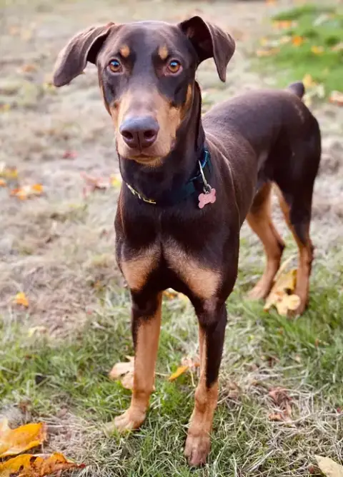 Copper
