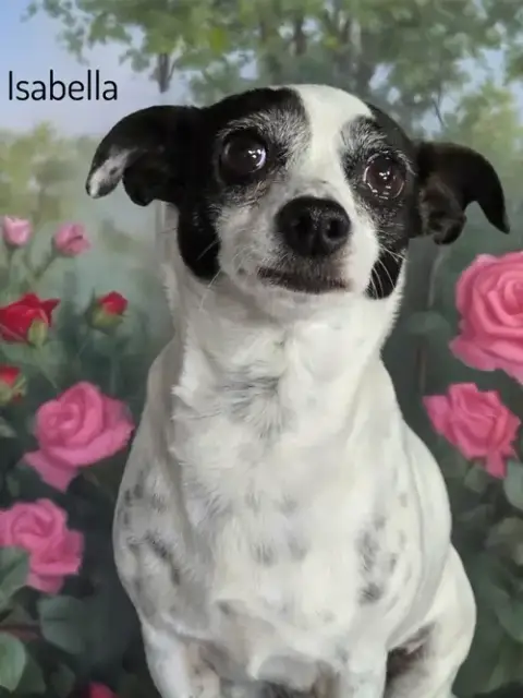 Isabella