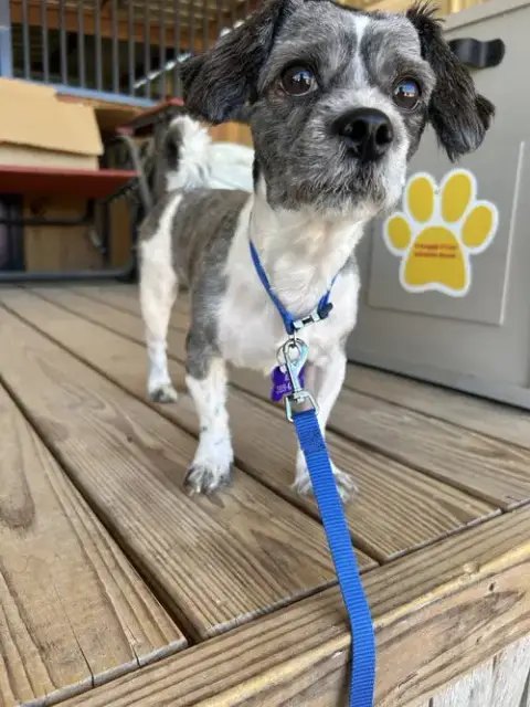 Benny photo 4