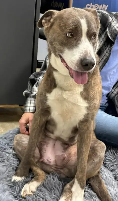 Callie: At Shelter photo 2