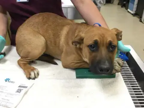 Scrappy Doo