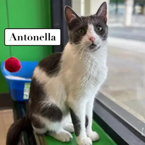 Antonella photo 5