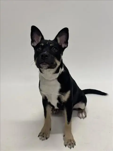 Pablo