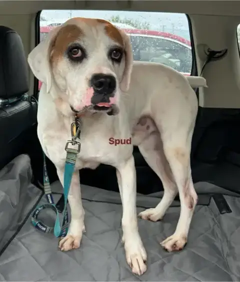 Spud
