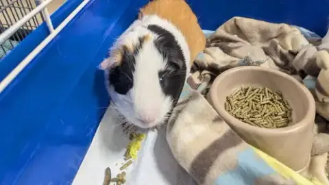 Speedy And Fluffy photo 2