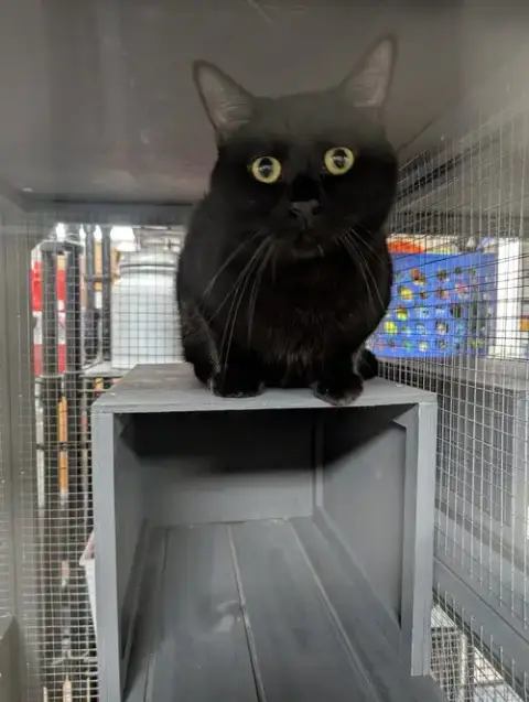 Black Panther