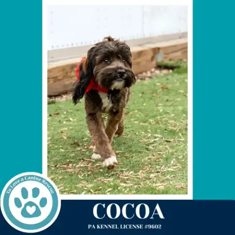Cocoa photo 3