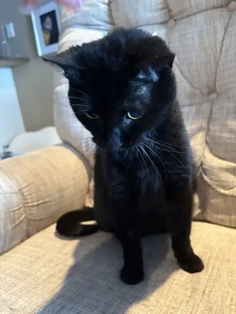 Lulu