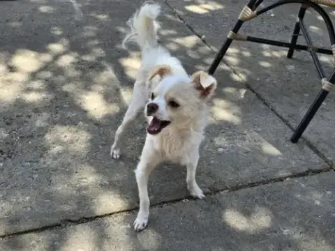 Qtip