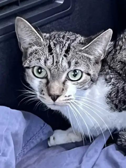 Tiger Tina photo 2