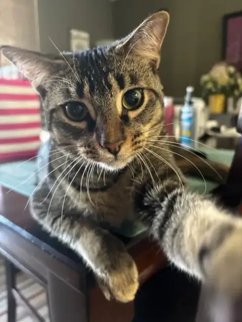 Ollie photo 2