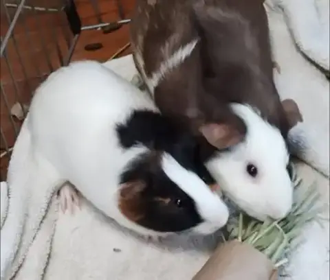 Caeser And Pinecone