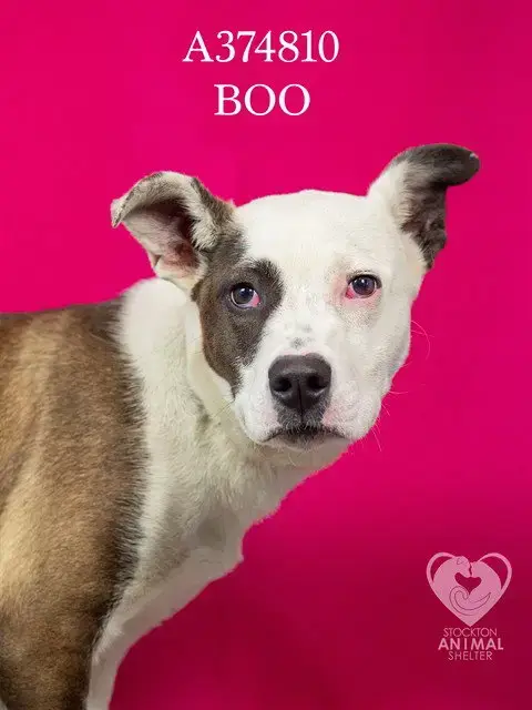 Boo