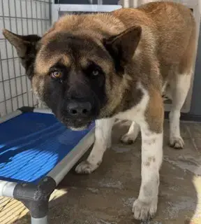 Kuma