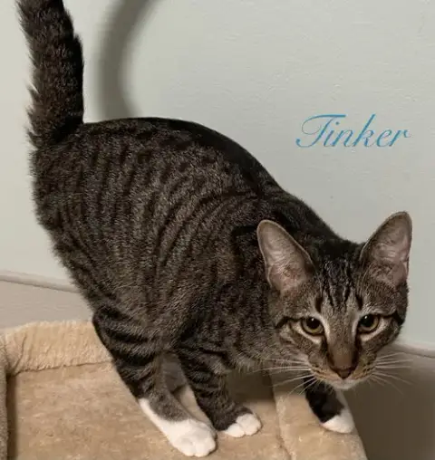 Tinker photo 2