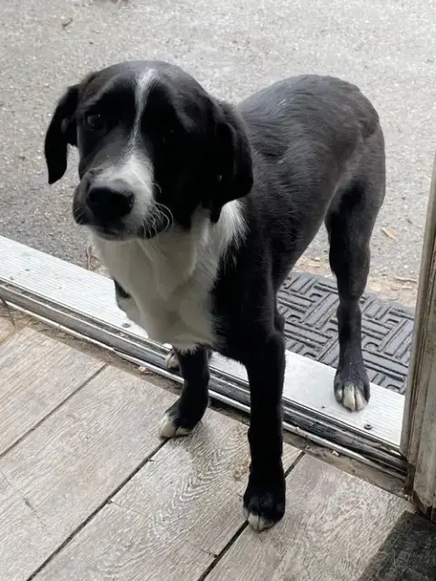 Lab Puppies photo 4