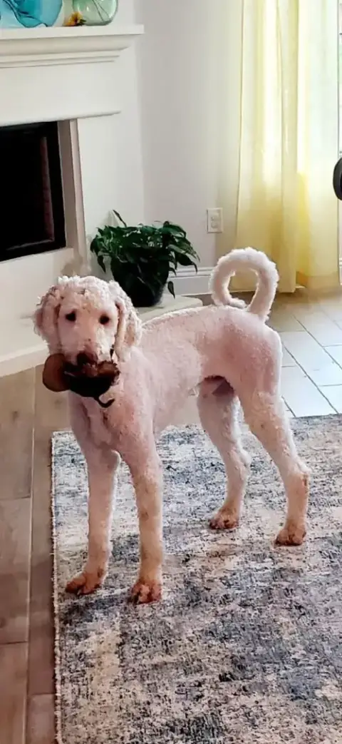 Mochi
