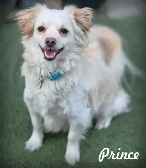 Prince