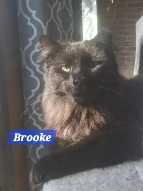 Zz Brooke ~ Courtesy