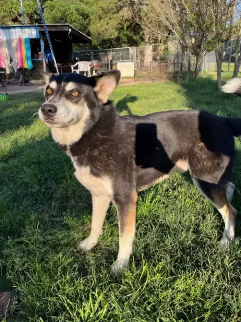 Taz