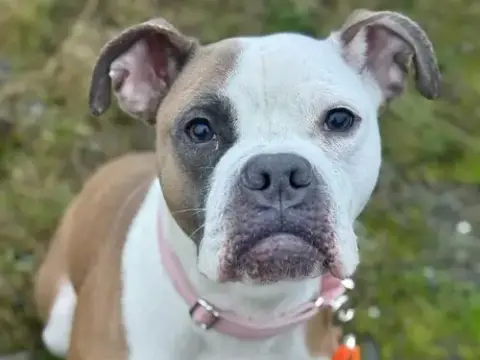Addie