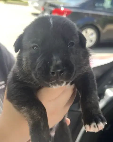 Momma Iris' Litter: Trooper photo 2