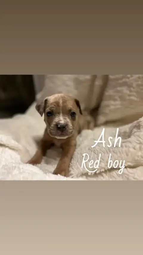 Ash photo 4