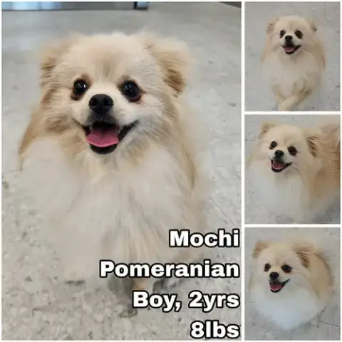 Mochi From Korea
