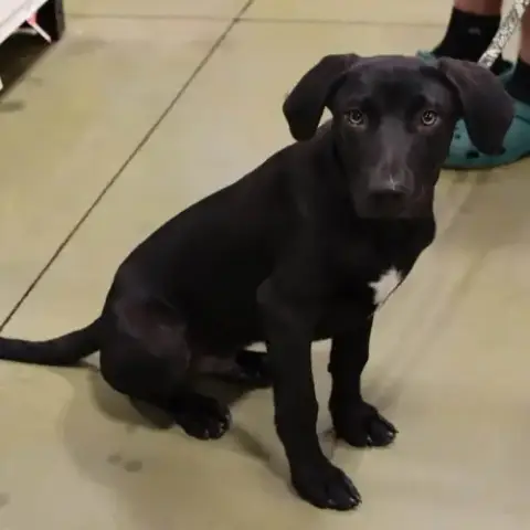 Moore Vet 6 Cayenne photo 4