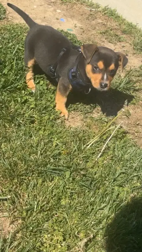 Lil Milo photo 3