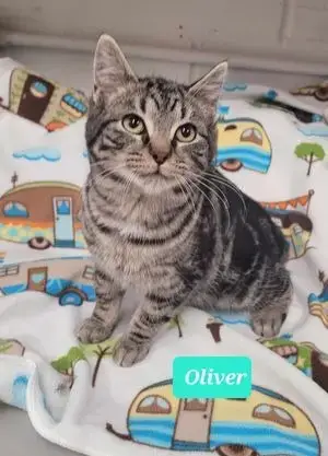 Oliver photo 3